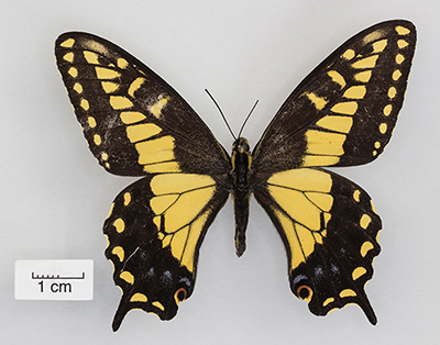 Papilio zelicaon (Anise Swallowtail)